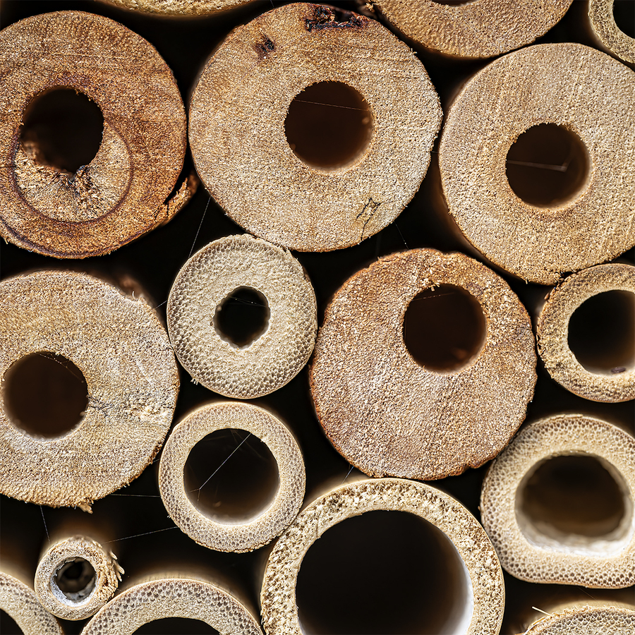 Macro Workshop Bee Hotel